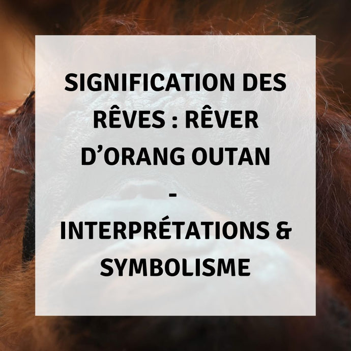 Signification des Rêves : Rêver d'Orang-Outan - Interprétations & Symbolisme